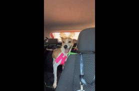 Cachorra Cachorrinha caramelo e branca desapareceu no bairro Ciro Nardi Cachorra Cachorrinha caramelo e branca desapareceu no bairro Ciro Nardi