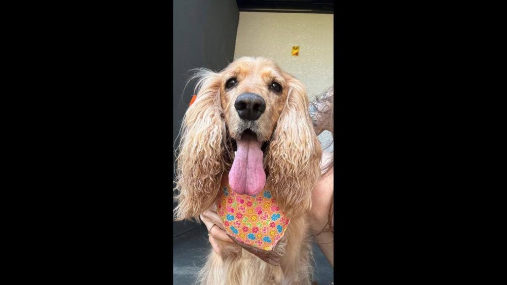 Imagem referente a Cachorra é encontrada no bairro Tropical II