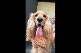 Cachorra é encontrada no bairro Tropical II Cachorra é encontrada no bairro Tropical II