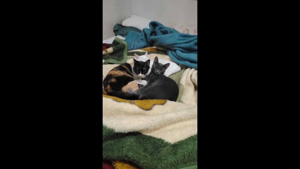 Imagem referente a Gato Bugrinho ( na foto ele é o cinza) desapareceu no bairro Cascavel Velho
