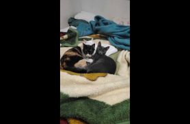 Gato Bugrinho ( na foto ele é o cinza) desapareceu no bairro Cascavel Velho