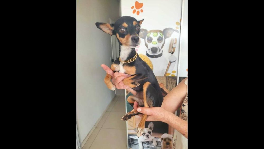 Imagem referente a Cachorra é encontrada no bairro Maria Luiza