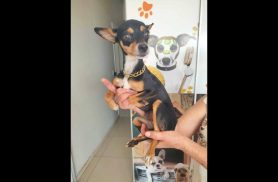 Cachorra é encontrada no bairro Maria Luiza
