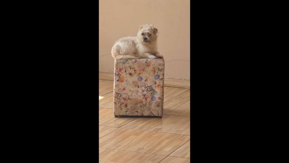 Imagem referente a Cachorro Bob desapareceu no bairro Interlagos