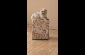 Cachorro Bob desapareceu no bairro Interlagos