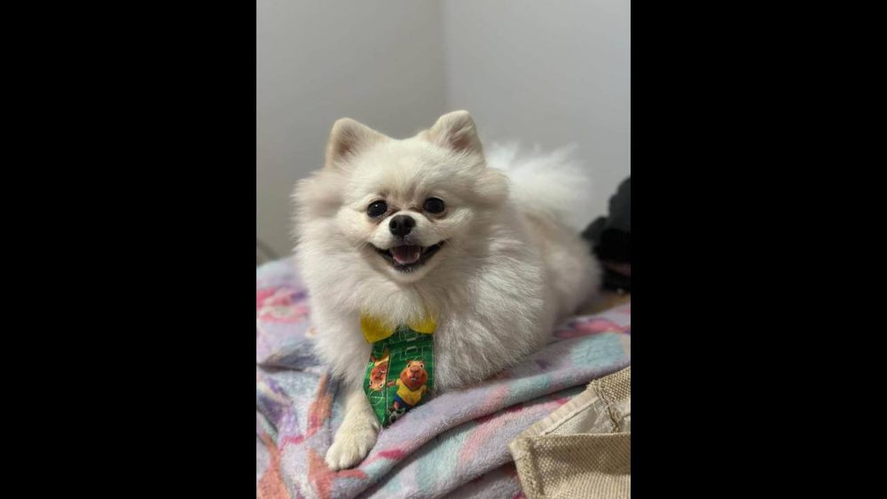 Imagem referente a Cachorro Chefinho desapareceu no bairro Santa Felicidade