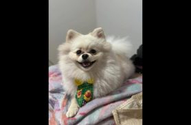 Cachorro Chefinho desapareceu no bairro Santa Felicidade