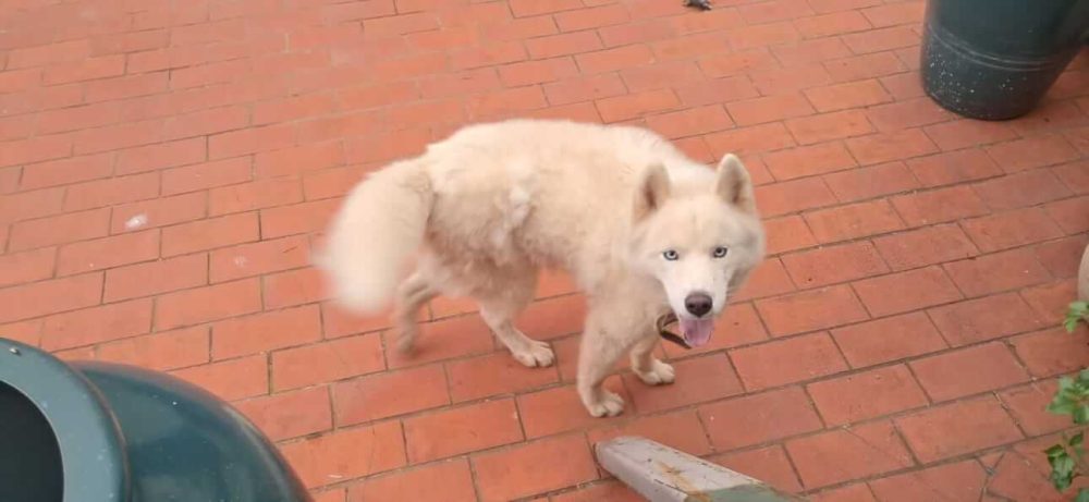 Cachorro é encontrado no bairro Neva Imagem referente a Cachorro é encontrado no bairro Neva