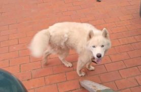 Cachorro é encontrado no bairro Neva