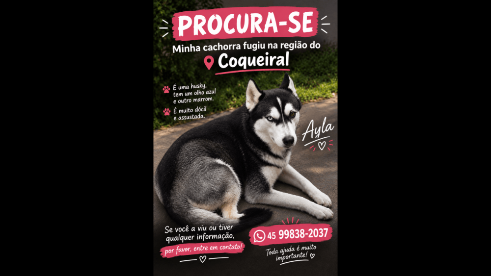Cachorra Ayla desapareceu no bairro Coqueiral Imagem referente a Cachorra Ayla desapareceu no bairro Coqueiral