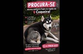 Cachorra Ayla desapareceu no bairro Coqueiral