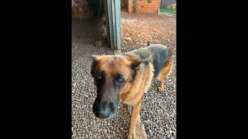 Cachorra Meg desapareceu no bairro Pacaembu Imagem referente a Cachorra Meg desapareceu no bairro Pacaembu