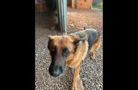 Cachorra Meg desapareceu no bairro Pacaembu