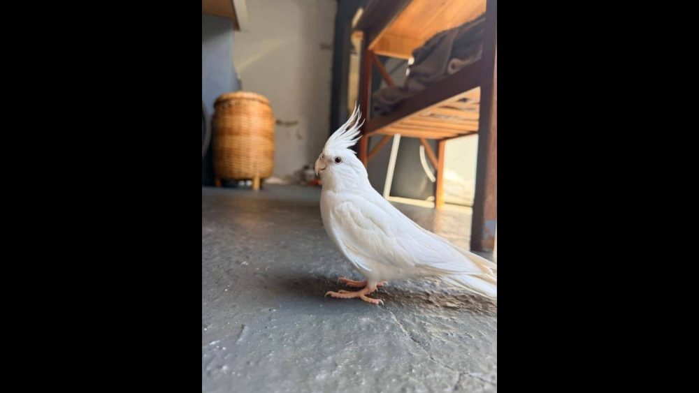 Imagem referente a Calopsita Piriquito desapareceu no bairro Barcelona