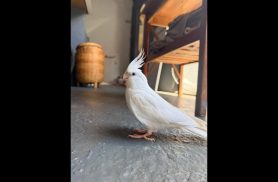 Calopsita Piriquito desapareceu no bairro Barcelona