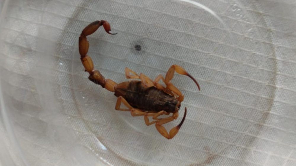 Saiba o que você deve fazer se encontrar um escorpião amarelo em casa Imagem referente a Saiba o que você deve fazer se encontrar um escorpião amarelo em casa