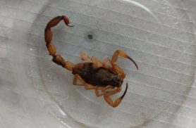 Saiba o que você deve fazer se encontrar um escorpião amarelo em casa 
