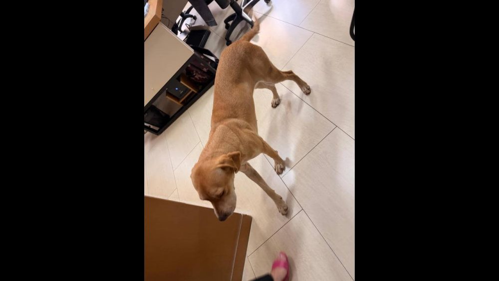 Imagem referente a Cachorra é encontrada no bairro Centro