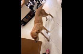 Cachorra é encontrada no bairro Centro