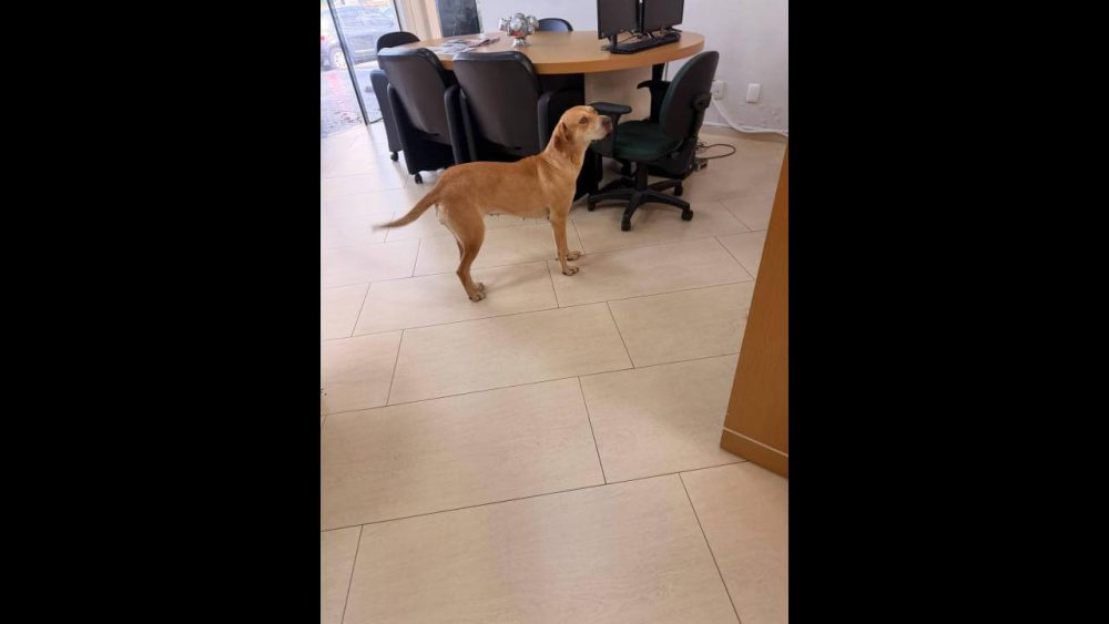 Imagem referente a Cachorra é encontrada no bairro Centro