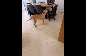 Cachorra é encontrada no bairro Centro