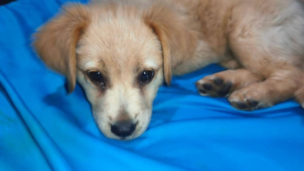 Cachorra Estrela desapareceu no bairro Maria Luiza Imagem referente a Cachorra Estrela desapareceu no bairro Maria Luiza
