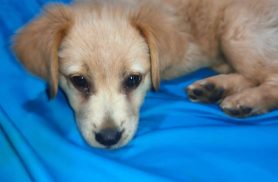 Cachorra Estrela desapareceu no bairro Maria Luiza