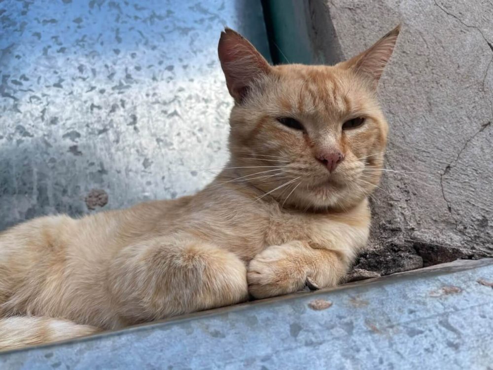 Imagem referente a Gato Fuba desapareceu no bairro Morumbi