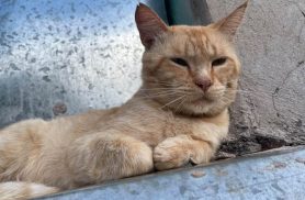 Gato Fuba desapareceu no bairro Morumbi