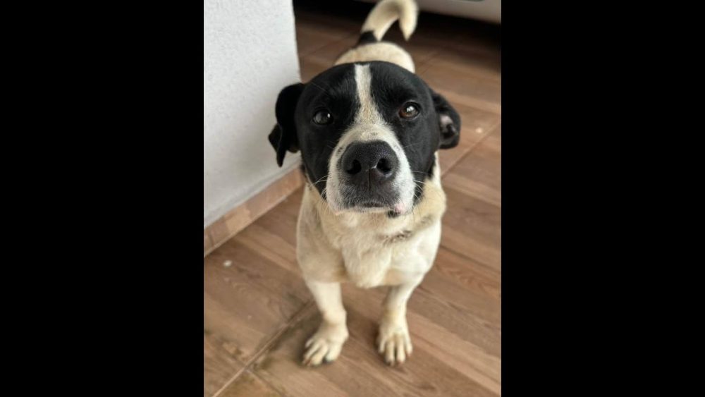 Imagem referente a Cachorro é encontrado no bairro Interlagos