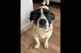 Cachorro é encontrado no bairro Interlagos