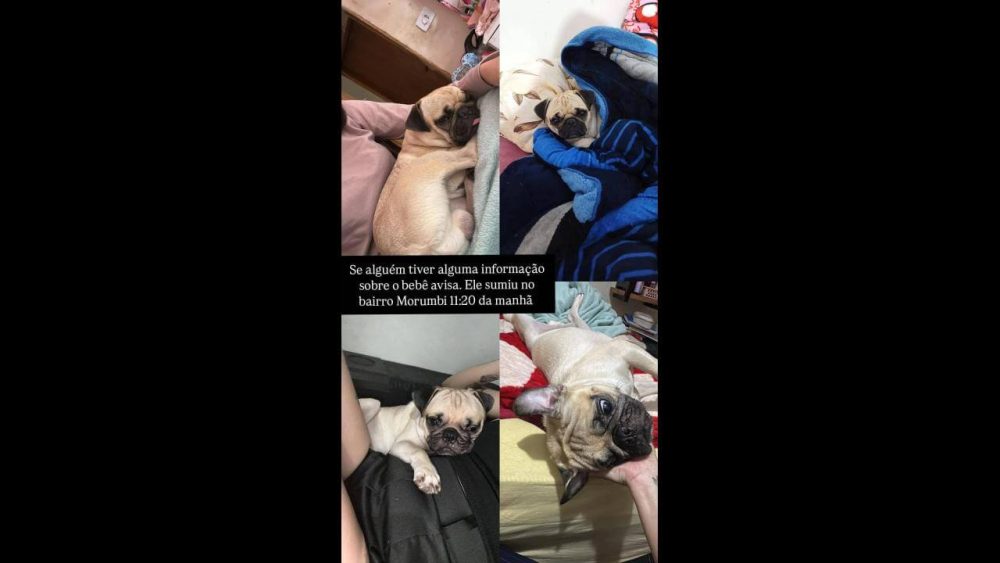 Imagem referente a Cachorro Bebê (Pug) desapareceu no bairro Morumbi