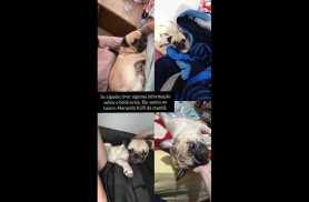 Cachorro Bebê (Pug) desapareceu no bairro Morumbi
