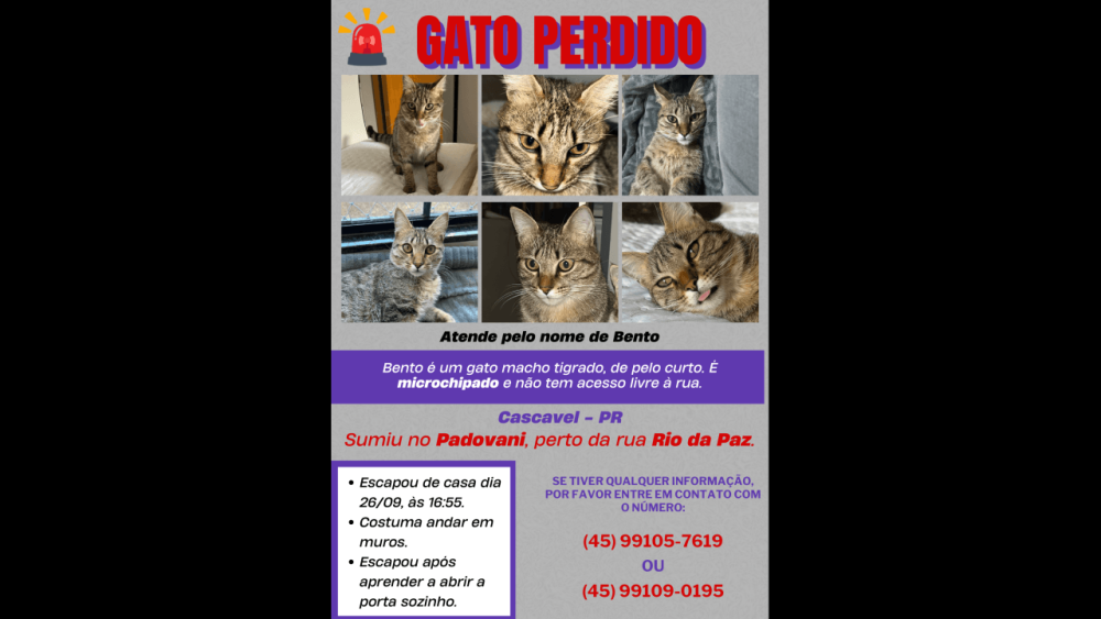 Imagem referente a Gato Bento desapareceu no bairro Santa Felicidade