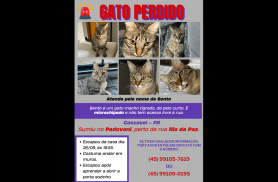 Gato Bento desapareceu no bairro Santa Felicidade