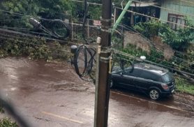 Ventos fortes na tarde desta terça-feira (29) derrubam árvore em Palotina