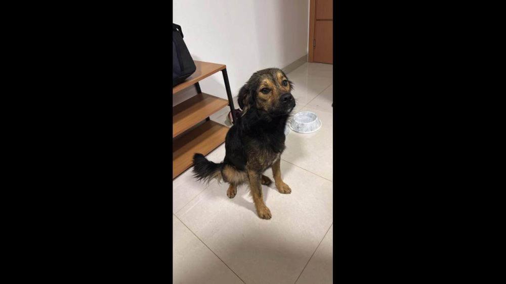 Imagem referente a Cachorro é encontrado no bairro Centro