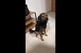 Cachorro é encontrado no bairro Centro