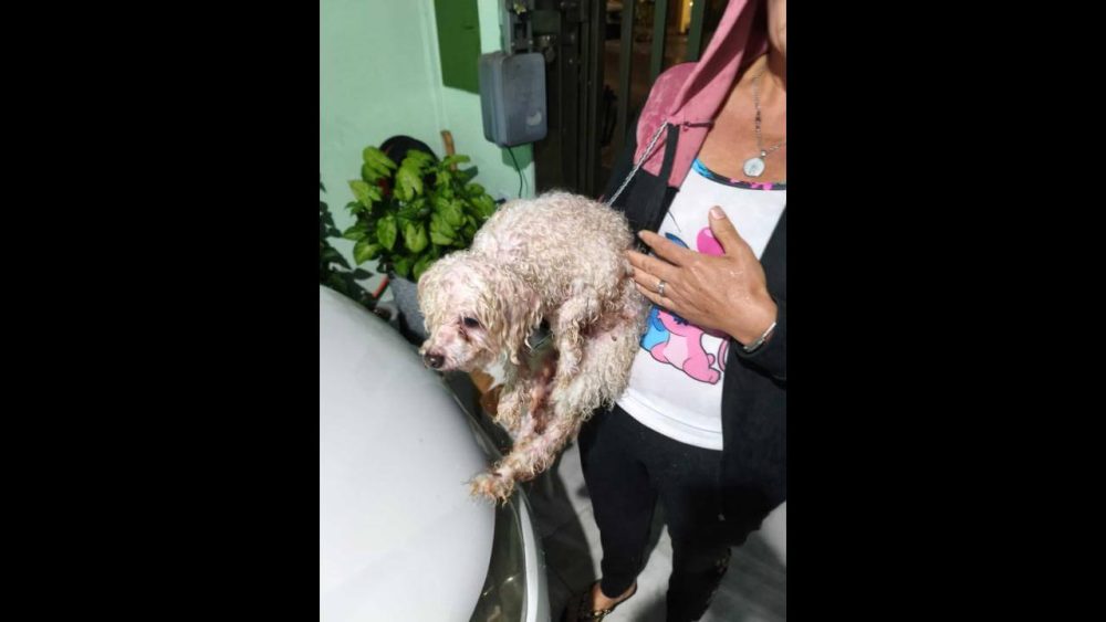 Imagem referente a Cachorro é encontrado no bairro Santa Cruz