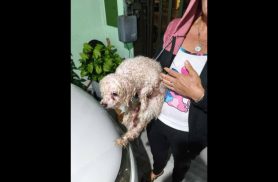 Cachorro é encontrado no bairro Santa Cruz