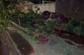 Forte chuva derruba árvores e mobiliza Bombeiros no bairro Floresta em Cascavel