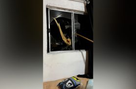 Árvore atinge janela de residência durante temporal no bairro Floresta, em Cascavel