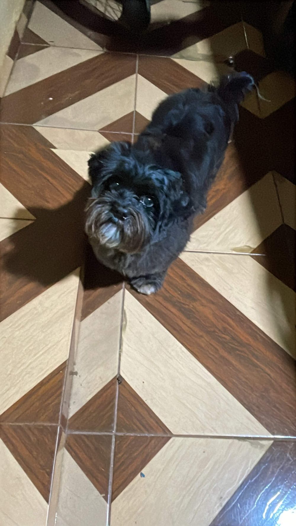 Imagem referente a Cachorro Rodolfo desapareceu no bairro Floresta