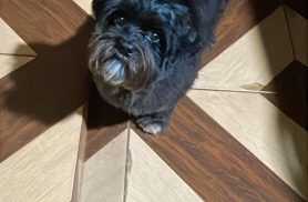 Cachorro Rodolfo desapareceu no bairro Floresta