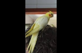 Calopsita Pequi desapareceu no bairro Santa Felicidade
