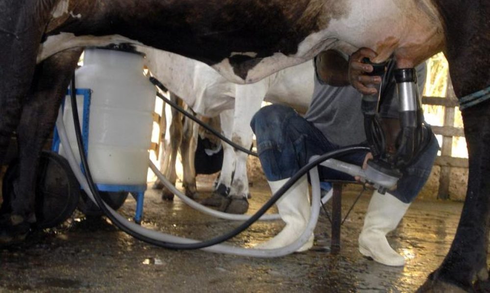 Imagem referente a Produção de leite bate recorde mesmo com redução de vacas ordenhadas