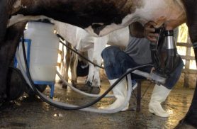 Produção de leite bate recorde mesmo com redução de vacas ordenhadas