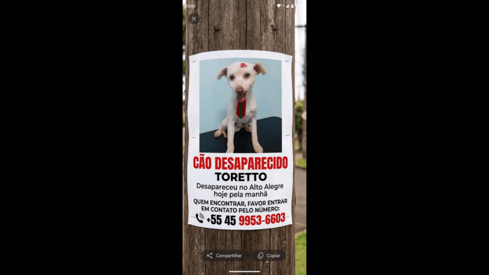 Imagem referente a Cachorro Toretto desapareceu no bairro Alto Alegre