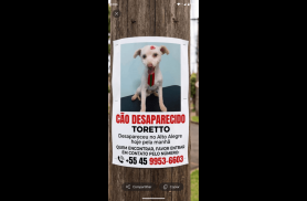 Cachorro Toretto desapareceu no bairro Alto Alegre