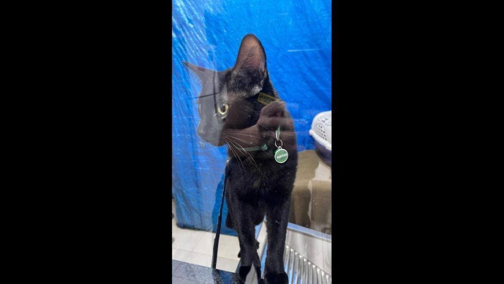 Imagem referente a Gato Pantera desapareceu no bairro Florais do Paraná